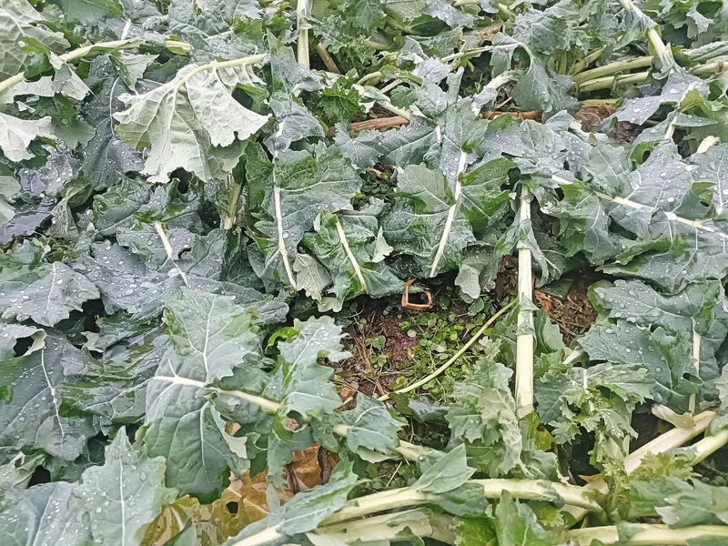 Die Untersaat im Raps ist bereits bis auf den Klee abgefroren.
