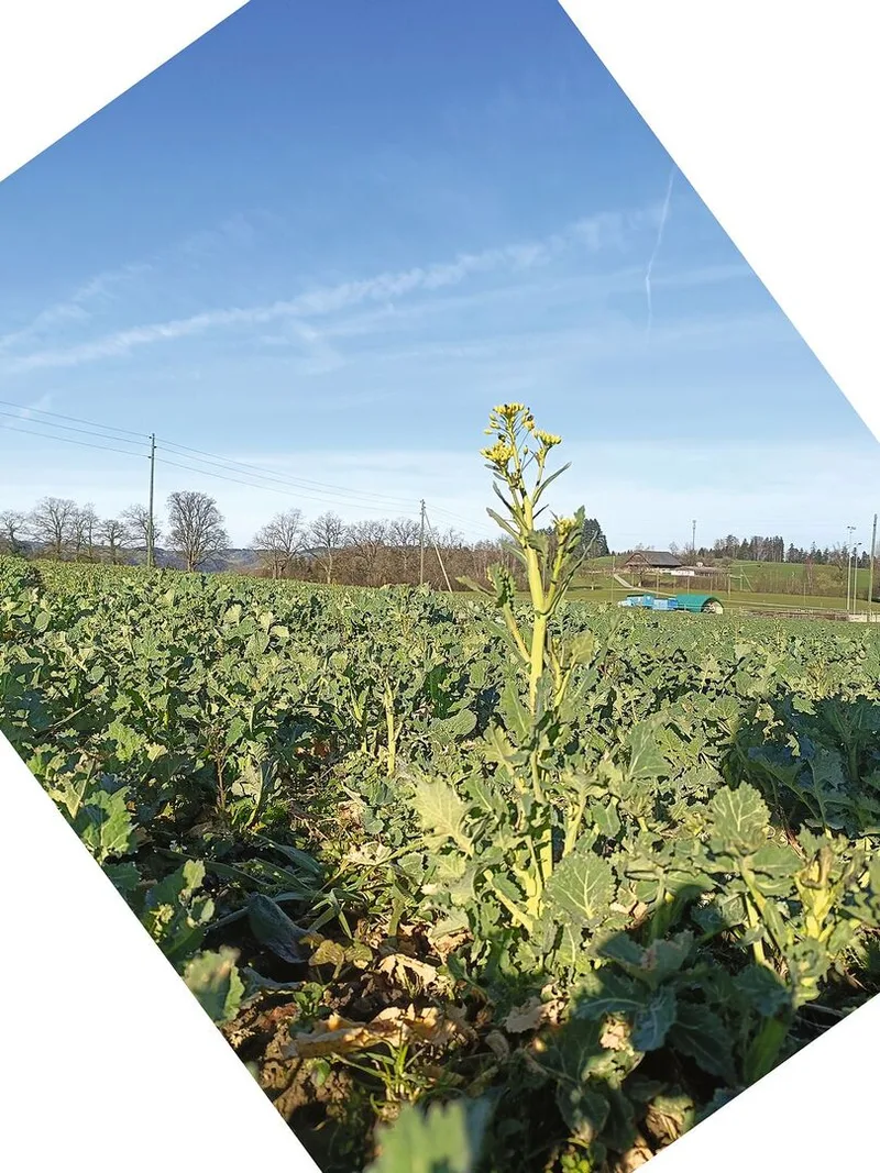 Die früher blühende Rapssorte zieht den Rapsglanzkäfer an.