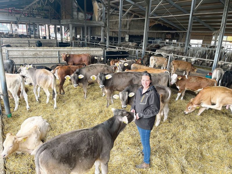 Stall voll mit Rindvieh: vorne die jüngsten Mastmunis, im Hintergrund die Milchviehherde.