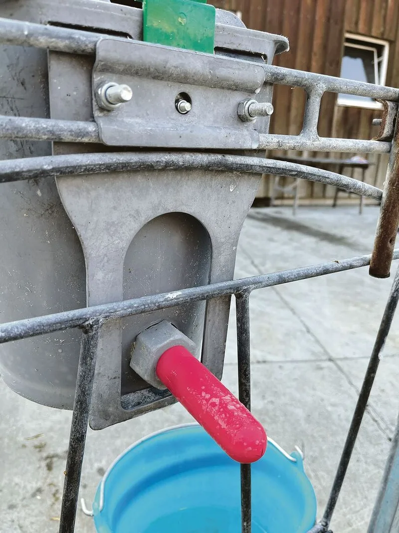Einige Kälber kommen damit weniger gut klar. In diesen Fällen kommen längere Nuggi wie dieser hier zum Einsatz.