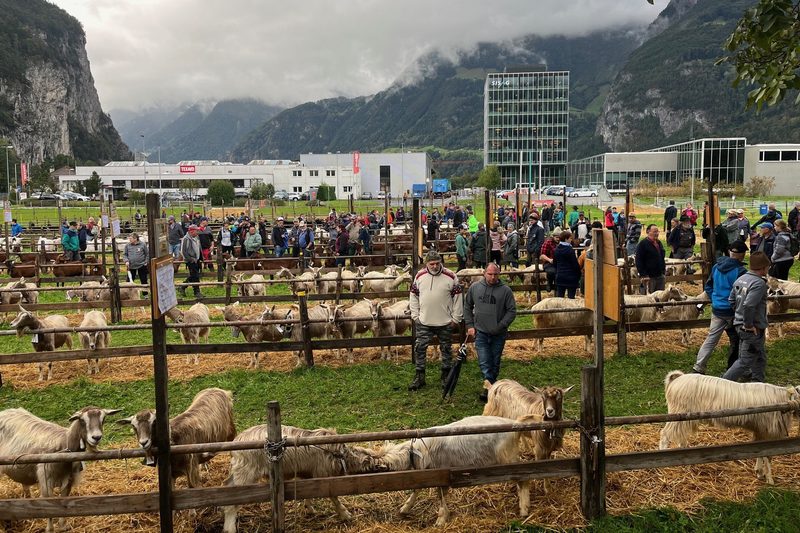 Grosser Freudentag für die Urner Kleinviehzüchter
