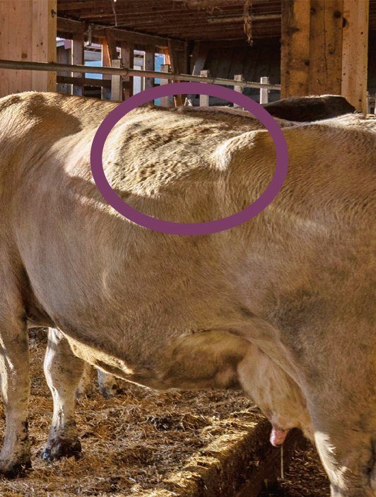 Bei dieser Kuh ist der Pansen schön gefüllt, was auf ein gutes Fütterungsmanagement hinweist. Die Hungergrube auf der linken Kuhseite sollte nicht eingefallen sein.