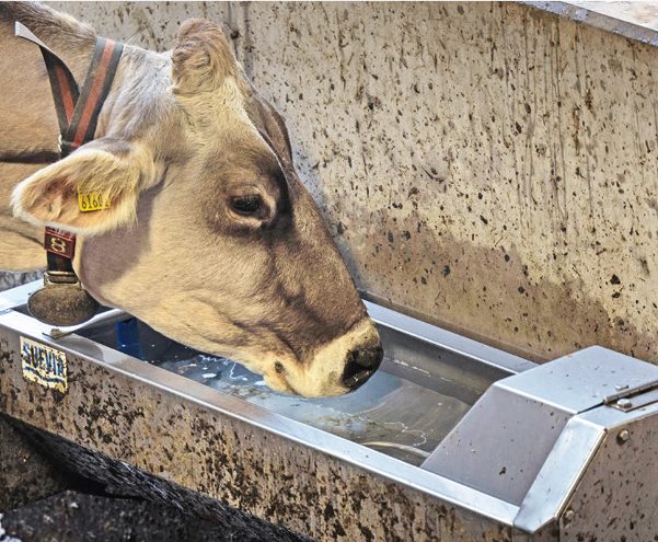 Kühe bevorzugen Tränkewannen, damit sie zum Trinken ihr Flotzmaul eintauchen können. Einfach zu reinigende Tränken sind wichtig, damit das Wasser stets sauber ist.