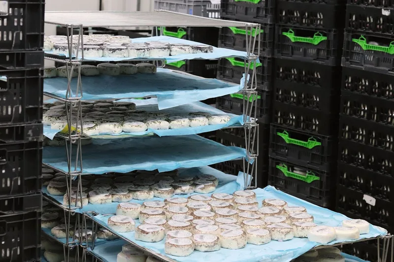 Die Milchprodukte von «La Sapalet» werden für den Vertrieb und Verkauf bereitgemacht.