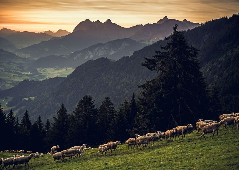 In der idyllischen Region «Pays d’Enhaut» im Kanton Waadt grasen die Schafe von «Le Sapalet».