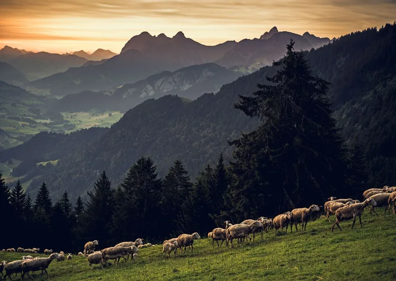 In der idyllischen Region «Pays d’Enhaut» im Kanton Waadt grasen die Schafe von «Le Sapalet».