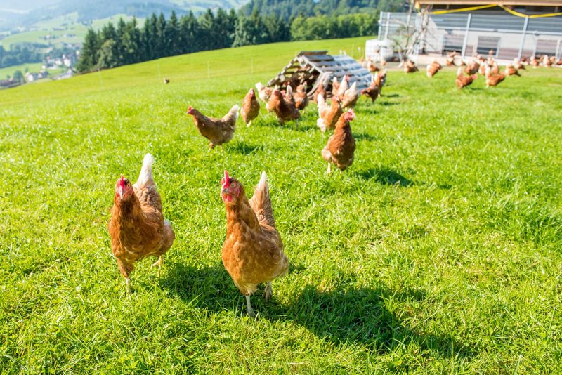 Schritt für Schritt zu Bio: Nutzen Sie jetzt unseren kostenlosen Bio-Betriebs-Check!