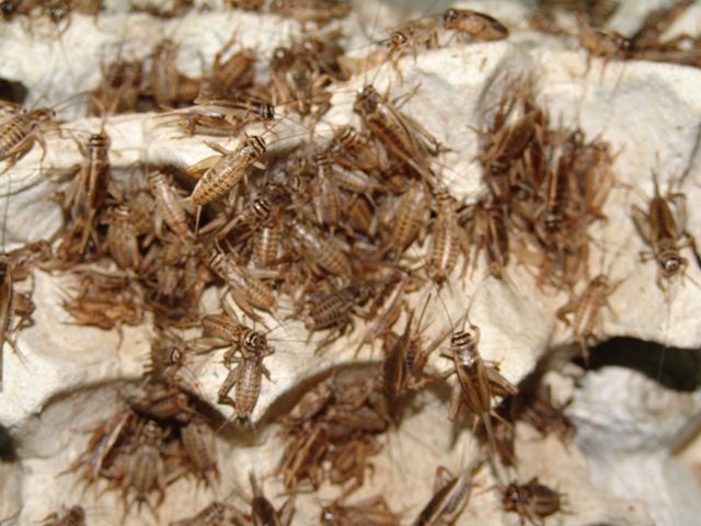 Insekten als Tierfutter haben Potenzial