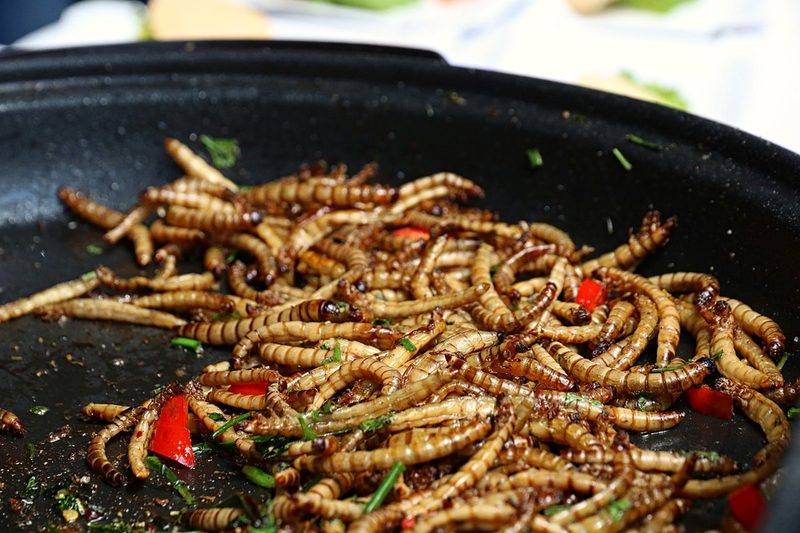 Insekten als Tierfutter haben Potenzial