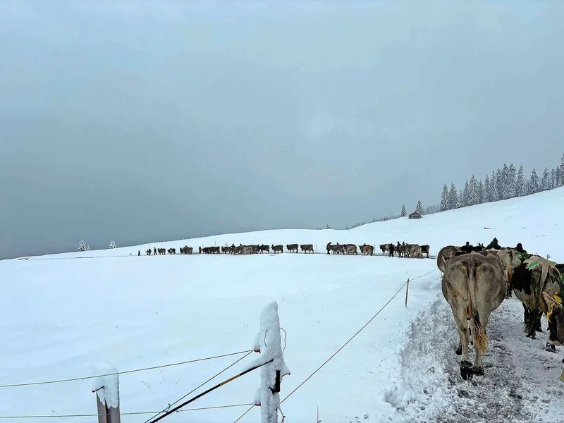Kuhkolonne mit Winterkulisse: Mit Unterstützung von 22 Helfenden kamen die 120 Kühe trotz Schneetreibens ohne grössere Zwischenfälle heil im Tal an.