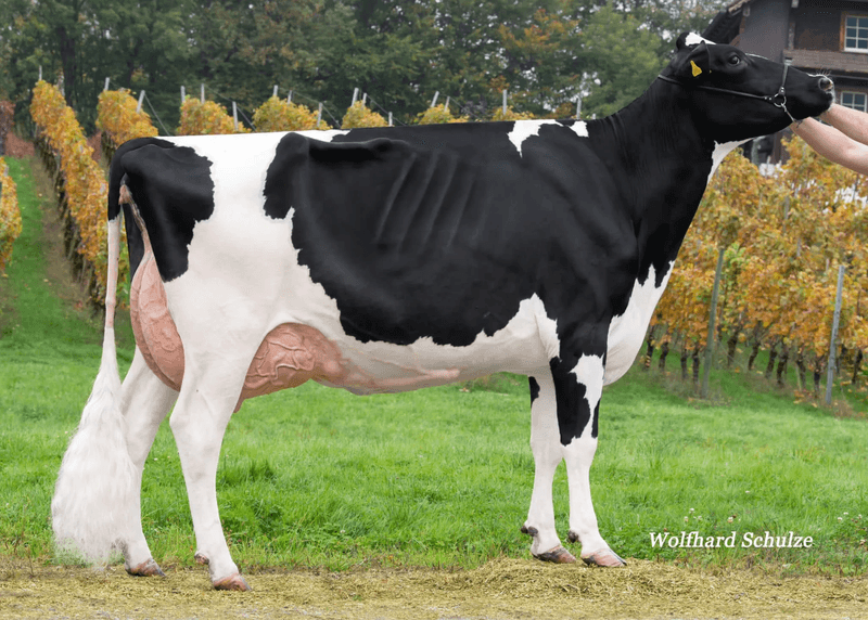 Nicole Reichmuth managt eine der produktivsten Holstein-Herden im Kanton Schwyz
