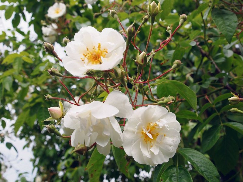 Ramblerrosen wie die Sorte «Bobby James» sind sehr wüchsig und die offenen Blüten leicht zugänglich für Insekten.
