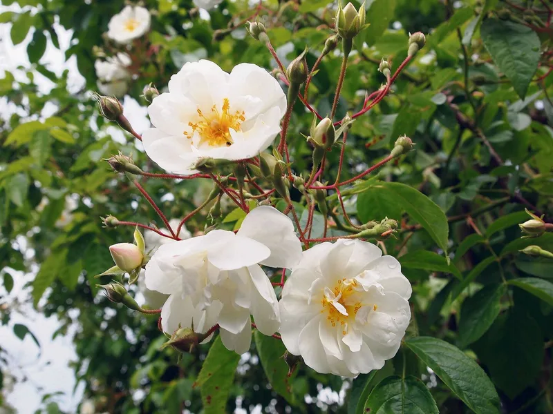 Ramblerrosen wie die Sorte «Bobby James» sind sehr wüchsig und die offenen Blüten leicht zugänglich für Insekten.