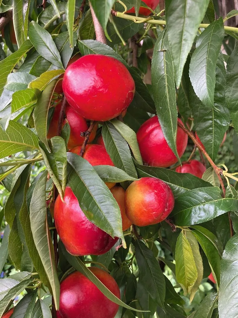 Attraktive Nektarinen gedeihen auch im Schweizer Mittelland. Dank der späteren Blüte sind sie auch weniger frostanfällig.