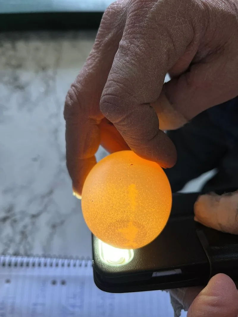 Ein Ei liegt auf der Handy-Taschenlampe. Das durchscheinende Licht macht sichtbar, dass kleine Fehler in der Makrostruktur der Eischale vorkommen.