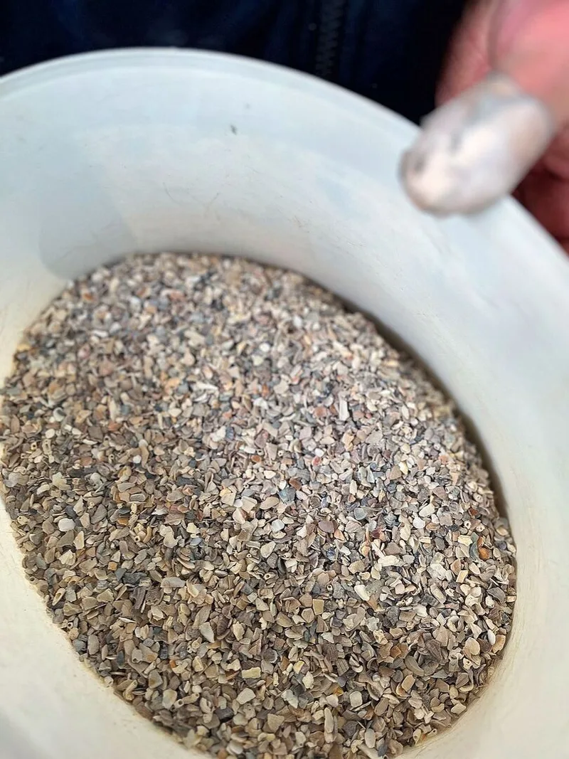 Im Eimer sind ganz viel kleine graue Muschelschalen zu erkennen.