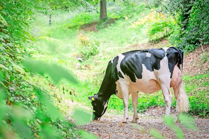 Blondin Sidekick Holly SG (VG 85 1. Laktation) hat für Dettwilers schon einige Schauerfolge einfahren können.