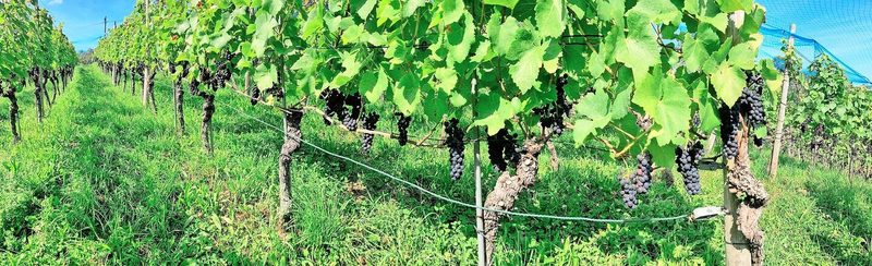Zum Betrieb gehören auch 20 Aren Reben. Jedes Jahr gibt es zirka 1000 Flaschen Wein: den Weisswein Blanc de Noir und einen Rotwein Pinot Noir Barrique aus dem Eichenfass.