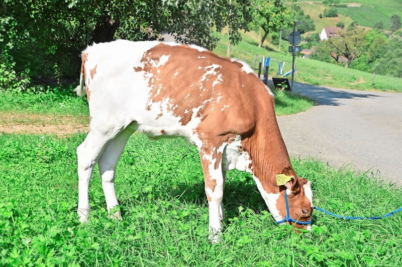 Sie ist bei den RH-Rindern mit 137 Punkten die neue Nummer eins nach Exterieur: GranFaline Hulu Nayuma.