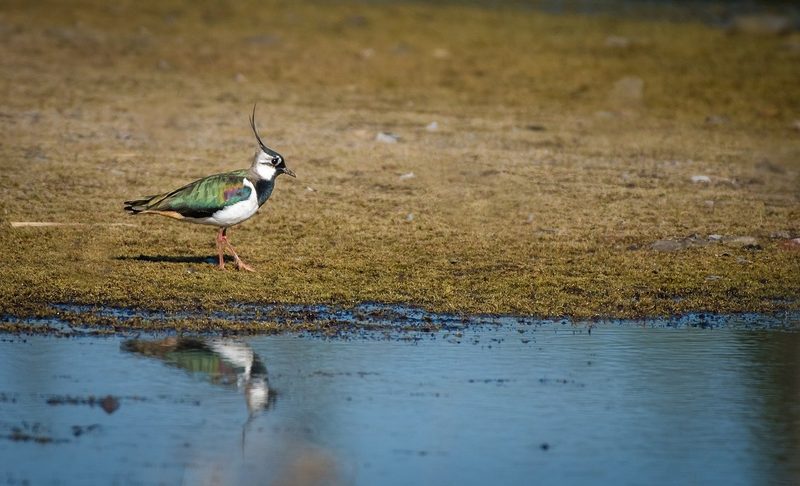 Vogelschutz: Wieviel BFF braucht es?