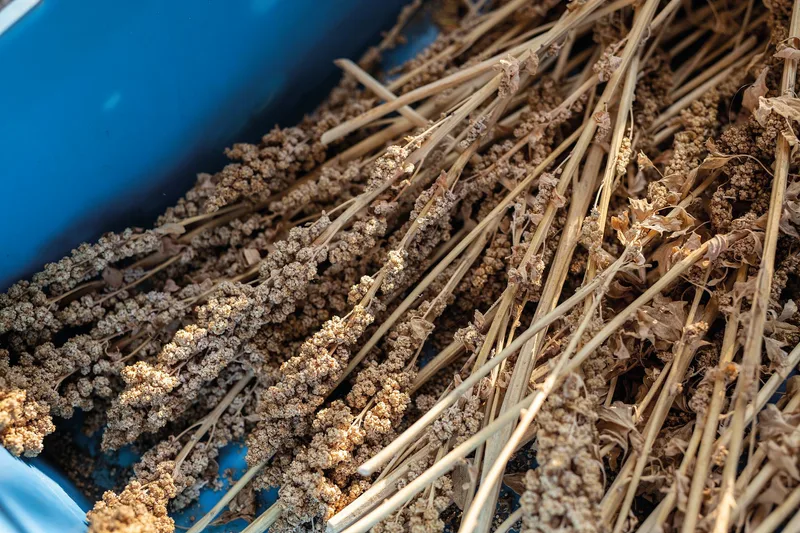 Der Anbau von Quinoa in der Schweiz funktioniert. Auf der Warteliste von IP-Suisse stehen rund 300 interessierte Produzenten. Damit mehr Landwirte einsteigen können, müssen aber zuerst Marktanteile gewonnen werden.