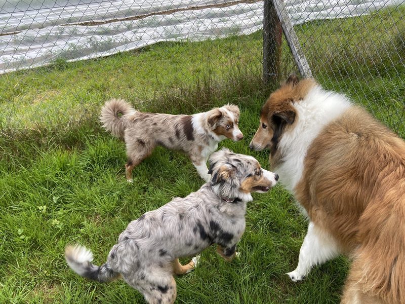 Welche Hunderassen sind als Hofhunde geeignet – und worauf sollte man achten?