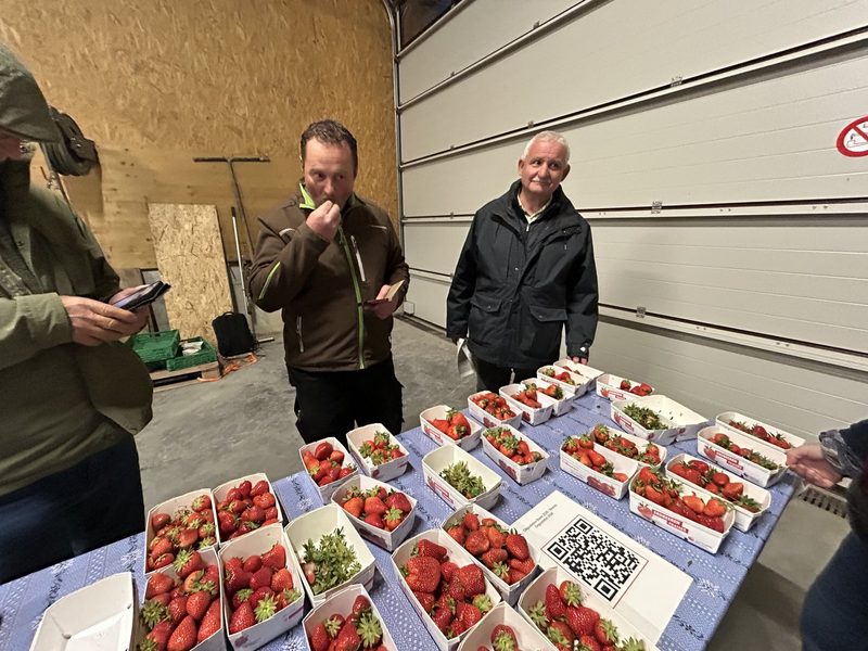 Fruchtige Vielfalt: Himbeeren im Substrat und Erdbeeren auf Stroh