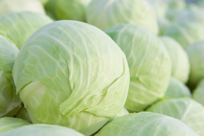 Ab diesem Wochenende gibts frisches Schweizer Sauerkraut zu kaufen