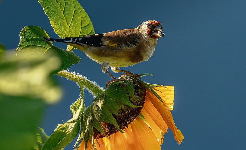 Neben Samen brauchen Stieglitze auch Insekten als proteinreiches Futter für ihren Nachwuchs.