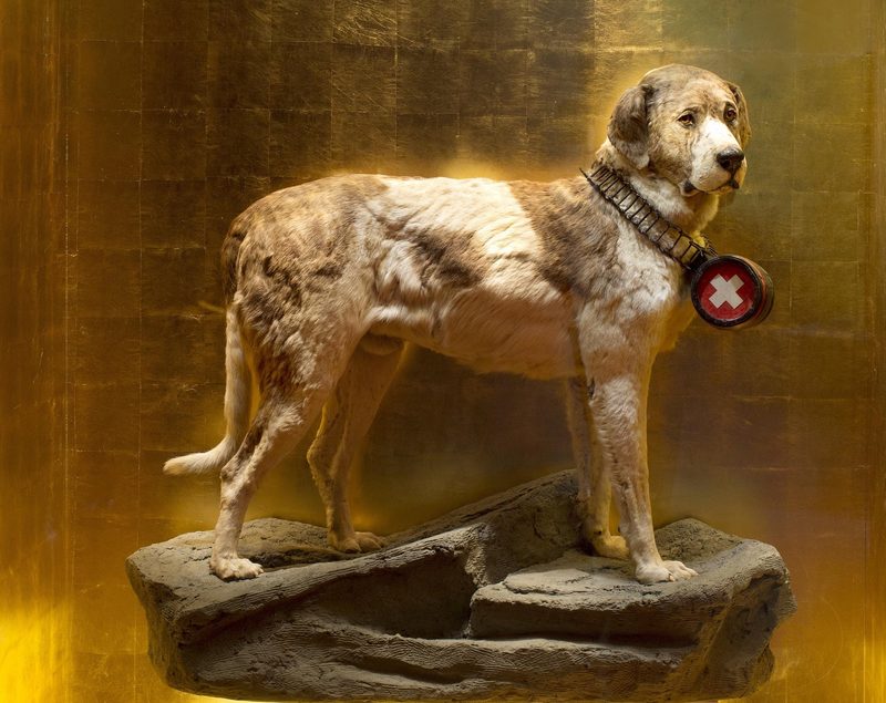 Bernhardiner: Wissenswertes über den Schweizer Nationalhund