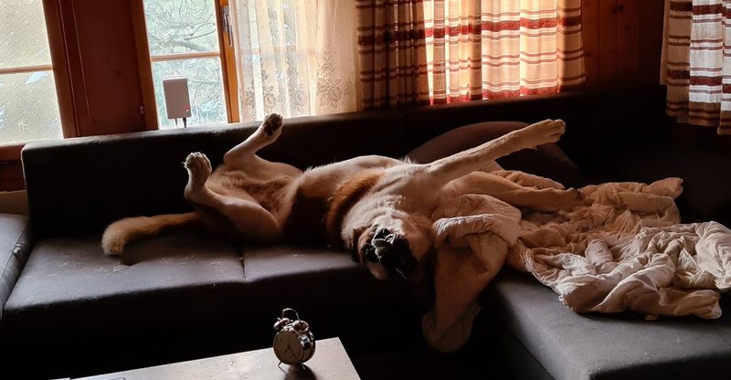 Bernhardiner: Wissenswertes über den Schweizer Nationalhund