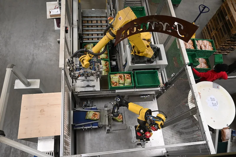 Neuer Roboter bei Steffen-Ris verpackt Kartoffelsäcke und entlastet Arbeitskräfte