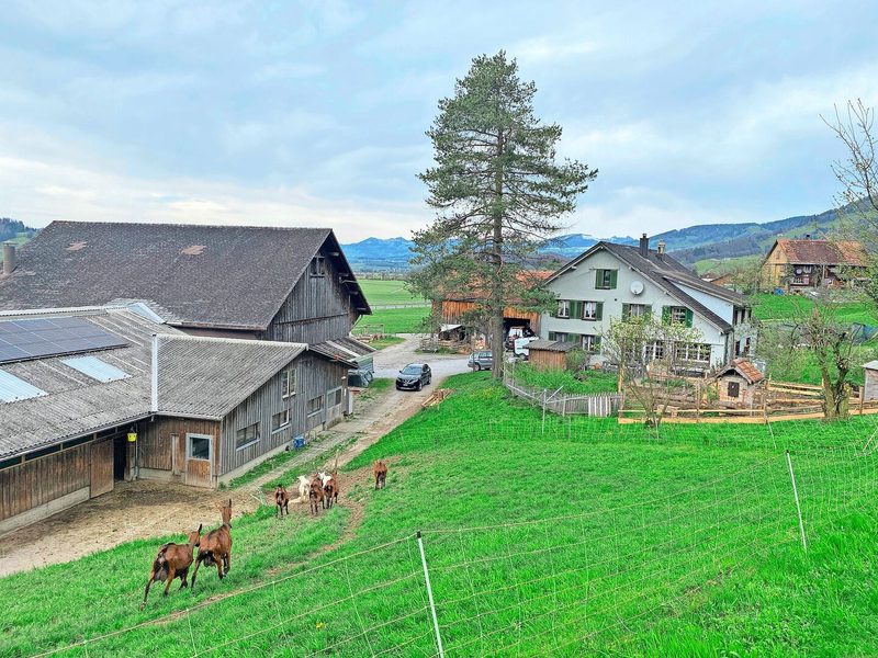 Hier ist viel los: Zum Landwirtschaftsbetrieb der Familie Schirmer in Schänis gehören Kühe, Ziegen, Hühner, Wollschweine, Gänse, Enten, Kaninchen, Katzen und Hunde.