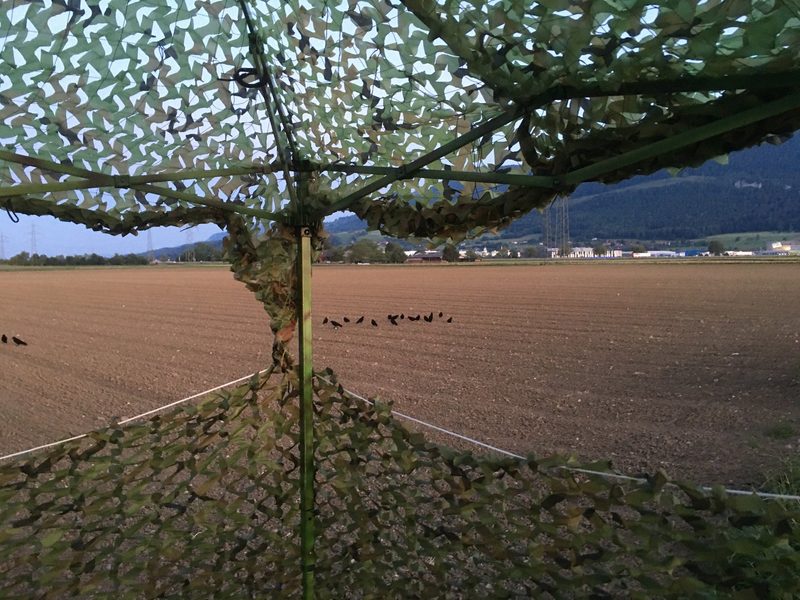 Aus dem Fahrzeuginnern darf nicht geschossen werden: Was bei der Jagd auf die Krähen zu beachten ist