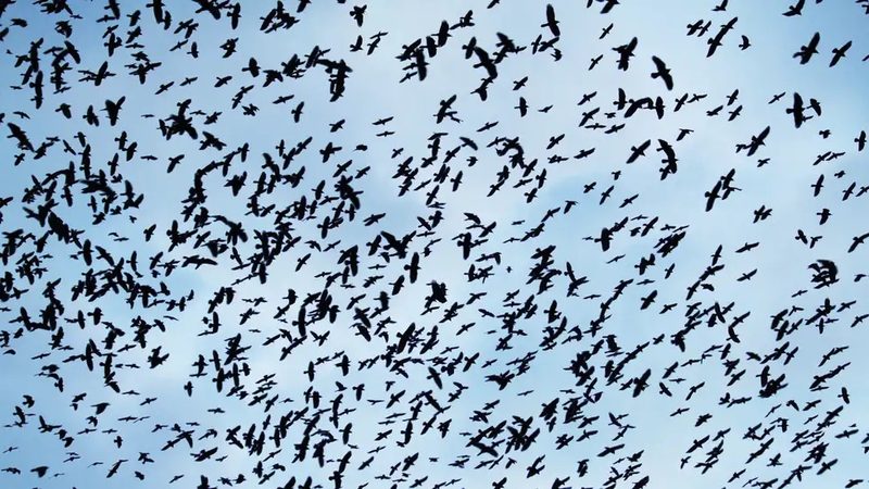 Aus dem Fahrzeuginnern darf nicht geschossen werden: Was bei der Jagd auf die Krähen zu beachten ist