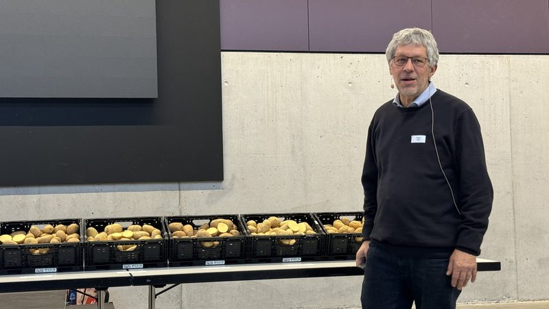 Noch zu wenig Resistente: Die Kartoffelbranche läuft momentan noch auf Eisbergkurs