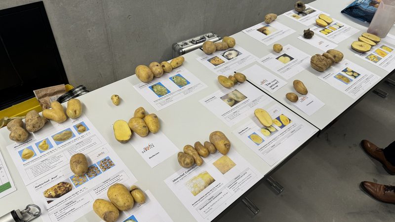 Noch zu wenig Resistente: Die Kartoffelbranche läuft momentan noch auf Eisbergkurs
