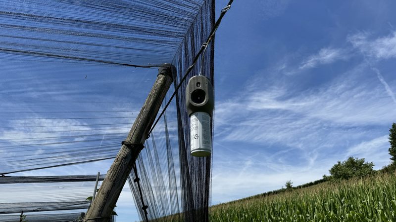 «Den Gala reisse ich aus und ersetze ihn durch resistente Sorten»