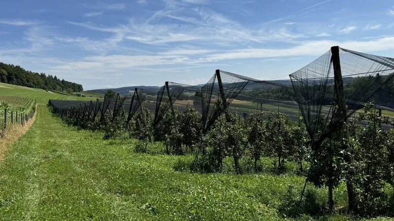 «Den Gala reisse ich aus und ersetze ihn durch resistente Sorten»