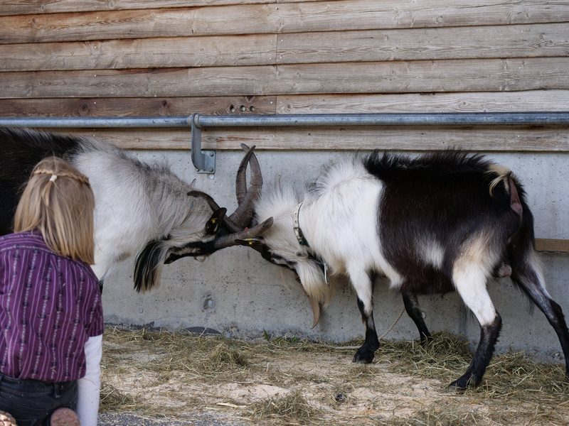 Die zwölfjährige Pfauenziege Silver hat noch immer das schönste Euter