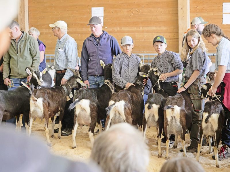 Die zwölfjährige Pfauenziege Silver hat noch immer das schönste Euter