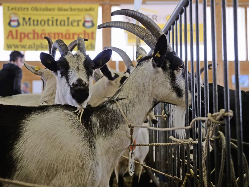 Die zwölfjährige Pfauenziege Silver hat noch immer das schönste Euter