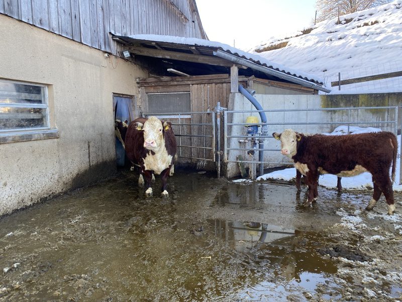 «Hereford sind schöne und ruhige Mutterkühe»