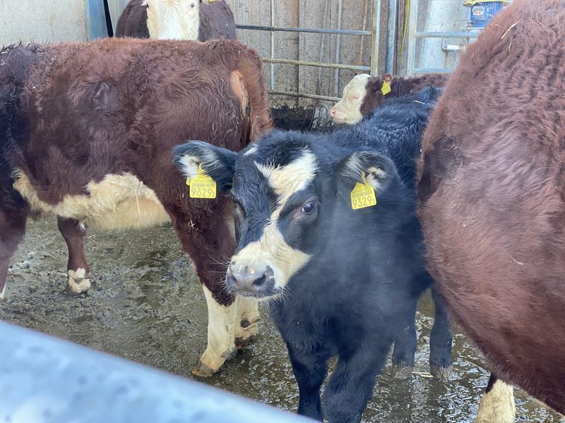 «Hereford sind schöne und ruhige Mutterkühe»