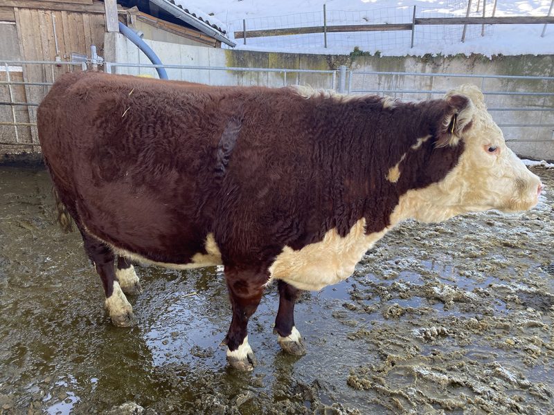 «Hereford sind schöne und ruhige Mutterkühe»
