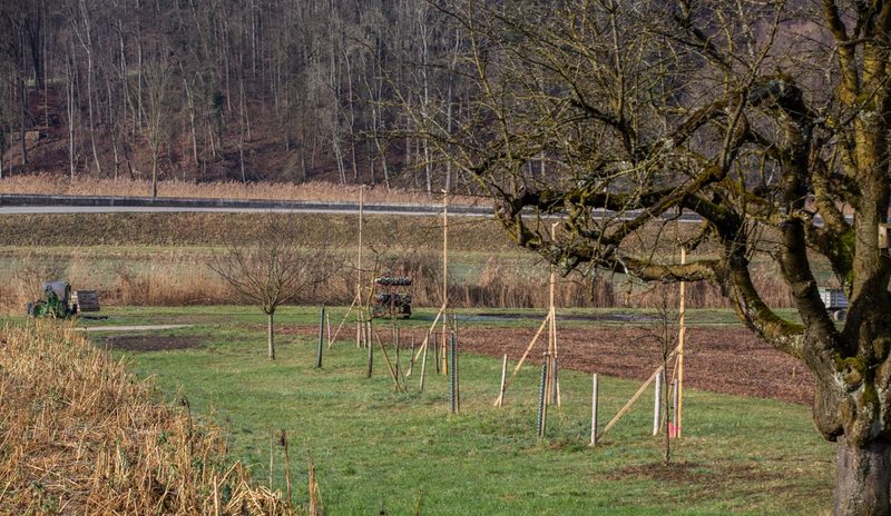 Bis Herbst 2021 soll hier eine Remise mit Spritzen-Waschplatz, ein Umschlagplatz sowie eine Lagerhalle mit Rüst- und Vorbereitungsplatz für das Gemüse der BG Aare-Bio entstehen. Bild: Pia Neuenschwander