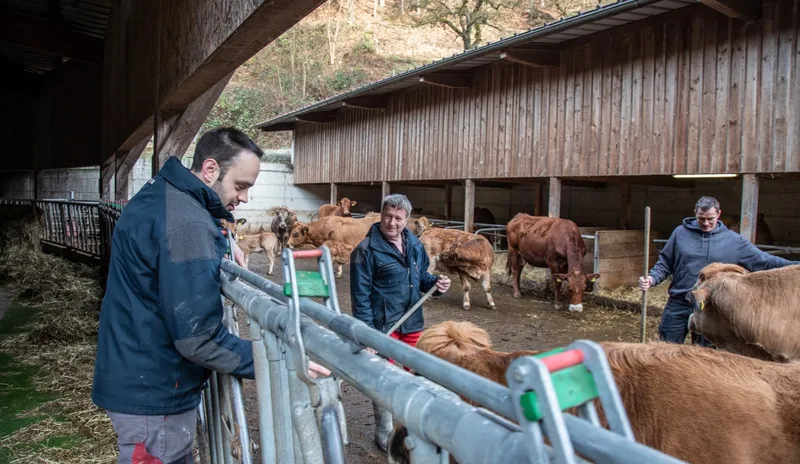 Thomas Augstburger, Peter Hurni und David Ramseier mit ihren Aubrac-Mutterkühen. Bild: Pia Neuenschwander