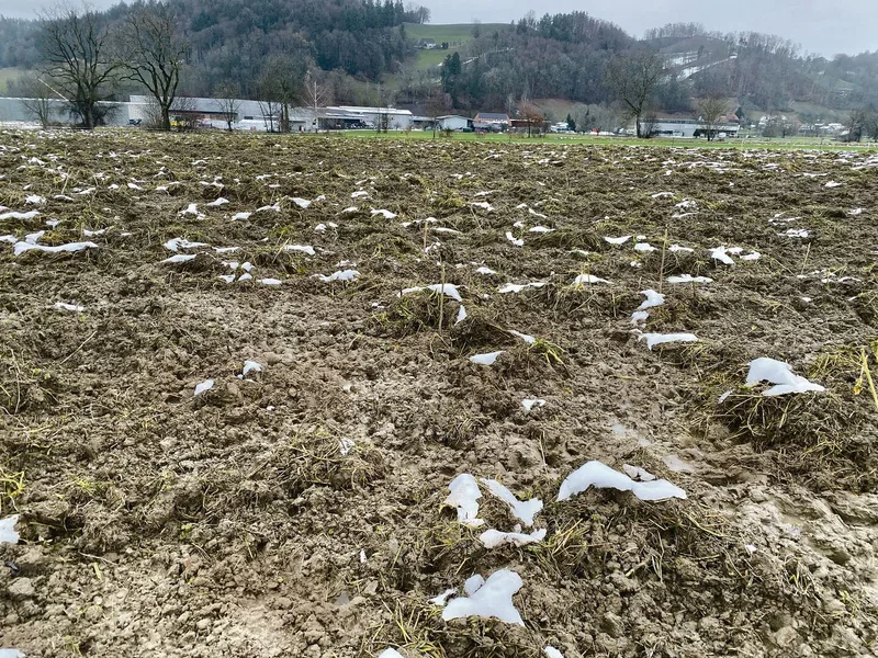 Und hier waren sie schon drin. So sieht eine Gründüngung nach einer Beweidung durch die Schweine aus.