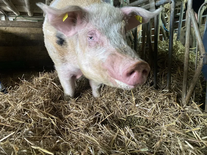 Schwein gehabt – Die Geschichte von Olma-Eber Johnny