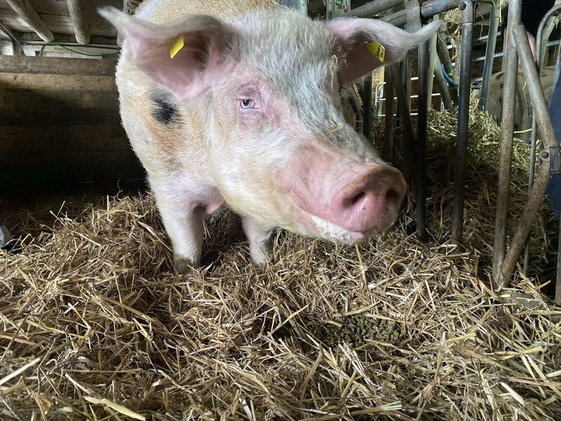 Schwein gehabt – Die Geschichte von Olma-Eber Johnny